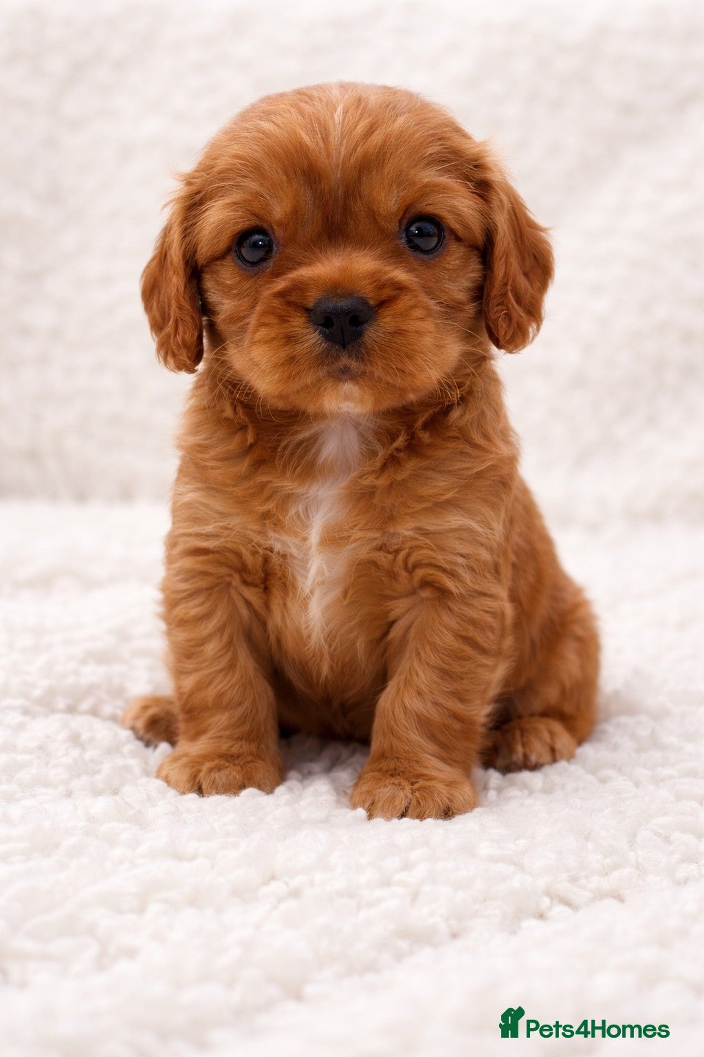 Cavalier King Charles Spaniel dogs Beautiful, Cavalier King Charles Spaniel puppies - Advert 2
