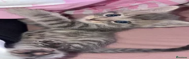 Domestic Shorthair 2