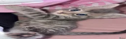Domestic Shorthair cats for sale: Kittens for sale  in Brentwood - Advert 3