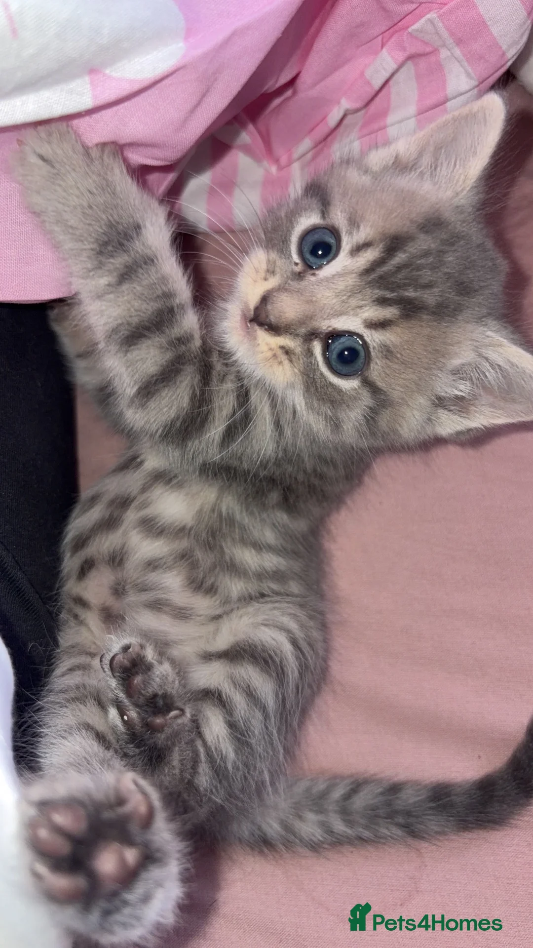 Domestic Shorthair cats for sale: Kittens for sale  in Brentwood - Advert 3