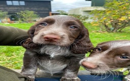 Cocker Spaniel dogs for sale: Beautiful cocker puppies - Image 1