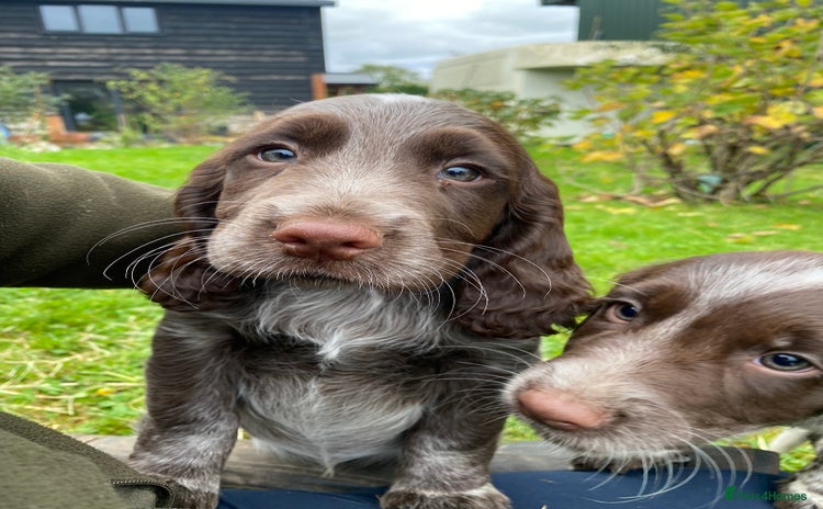 Cocker Spaniel dogs - Advert 3