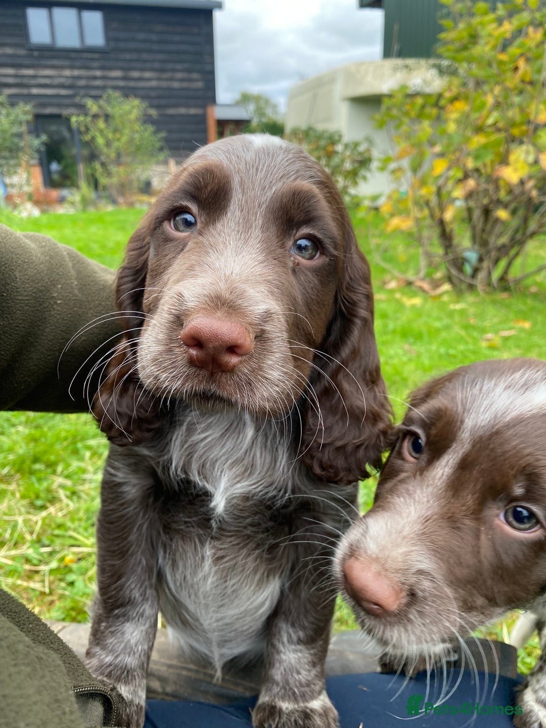 Cocker Spaniel dogs for sale: Beautiful cocker puppies - Image 1