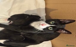 Mixed Breed cats for sale: Stunning, cuddly mixed breed kittens  - Image 7
