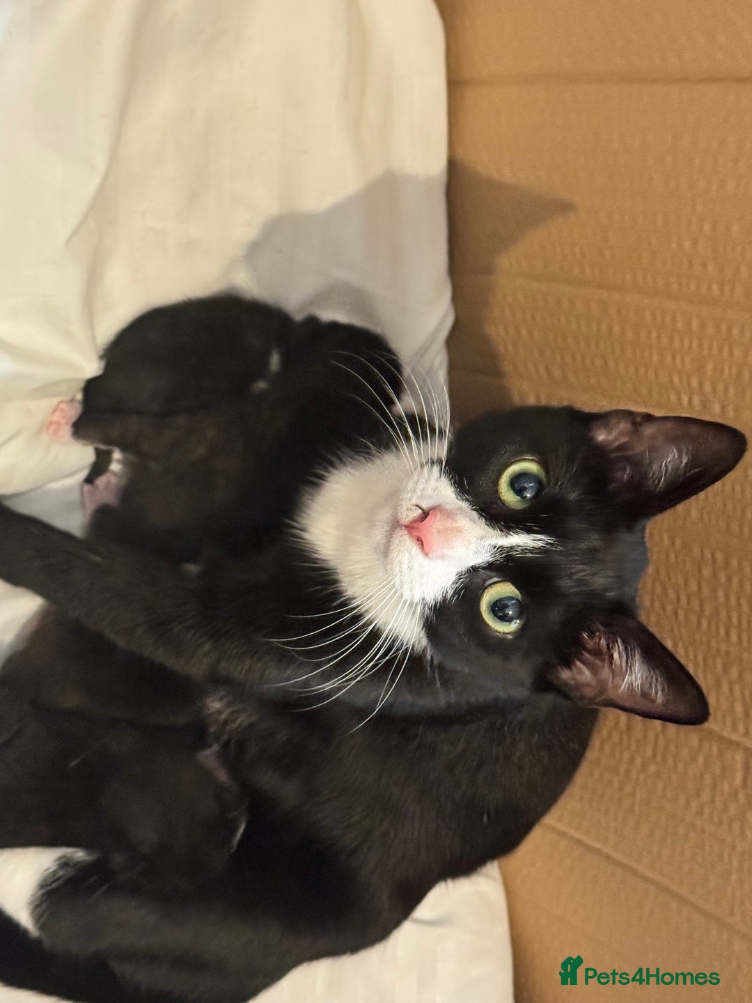 Mixed Breed cats for sale: Stunning, cuddly mixed breed kittens  - Image 7