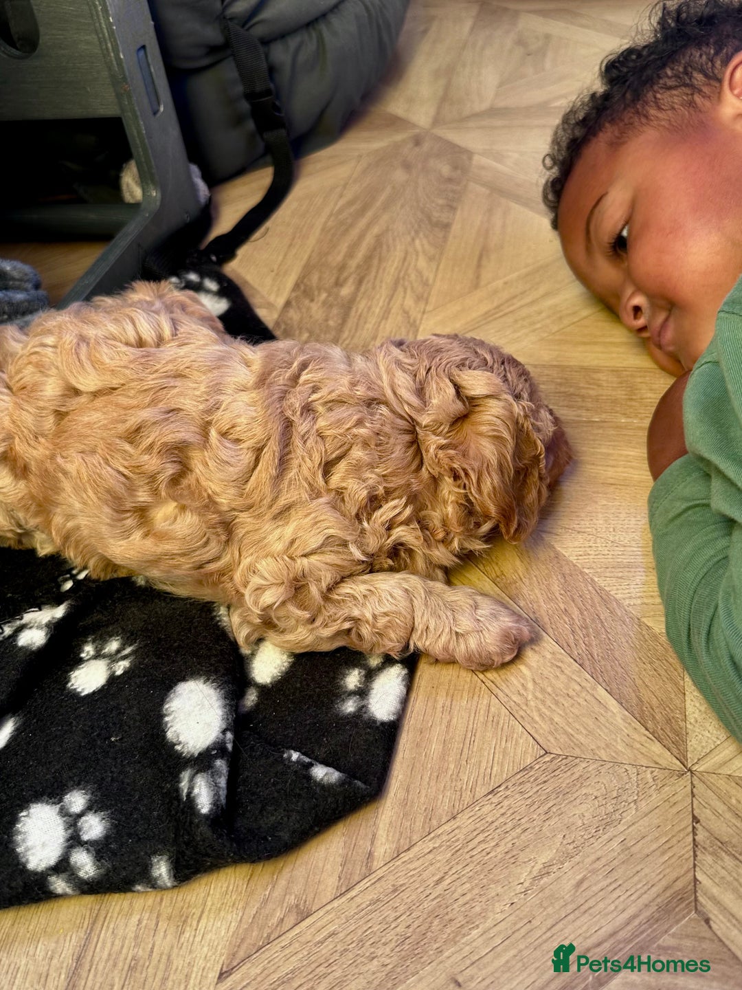 Cavapoo dogs for sale: Beautiful F1b cavapoo puppies - Image 18