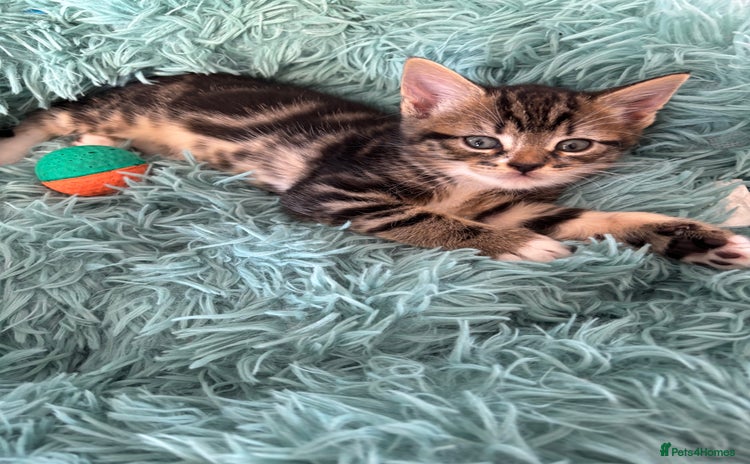 British Shorthair cats for sale - Advert 1