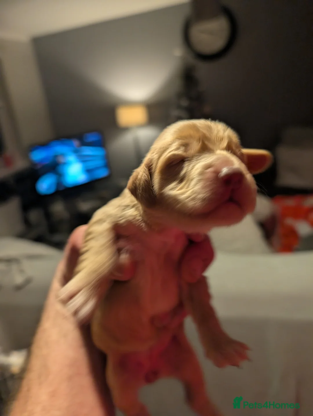 Cocker Spaniel dogs for sale: 2 stunning working cocker spaniel pups - Advert 19