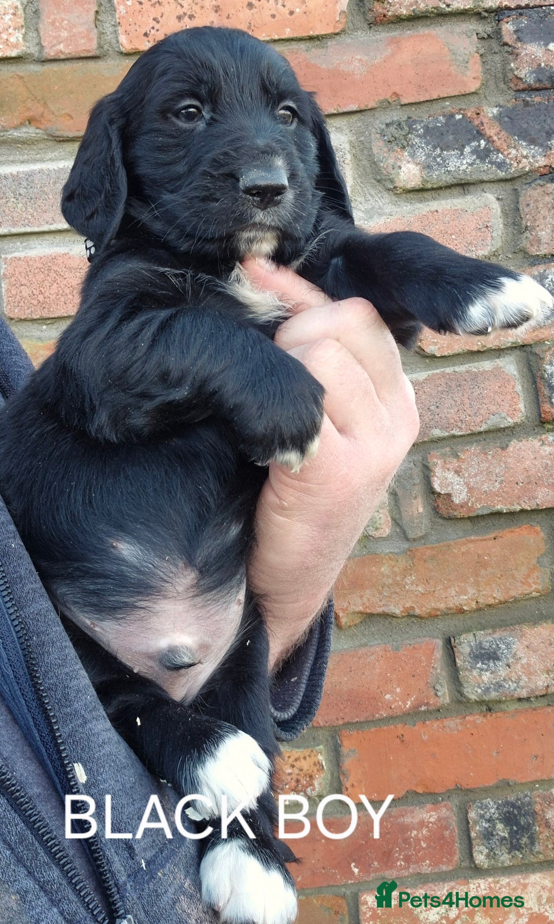 Mixed Breed dogs for sale: Retriever x Basset Hound hybrid Puppies Puppies  - Advert 8
