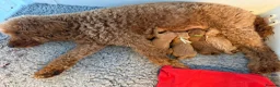 Australian Labradoodle dogs for sale: ❤️❤️ AUSTRALIAN GOLDENDOODLES ❤️❤️ - Advert 9
