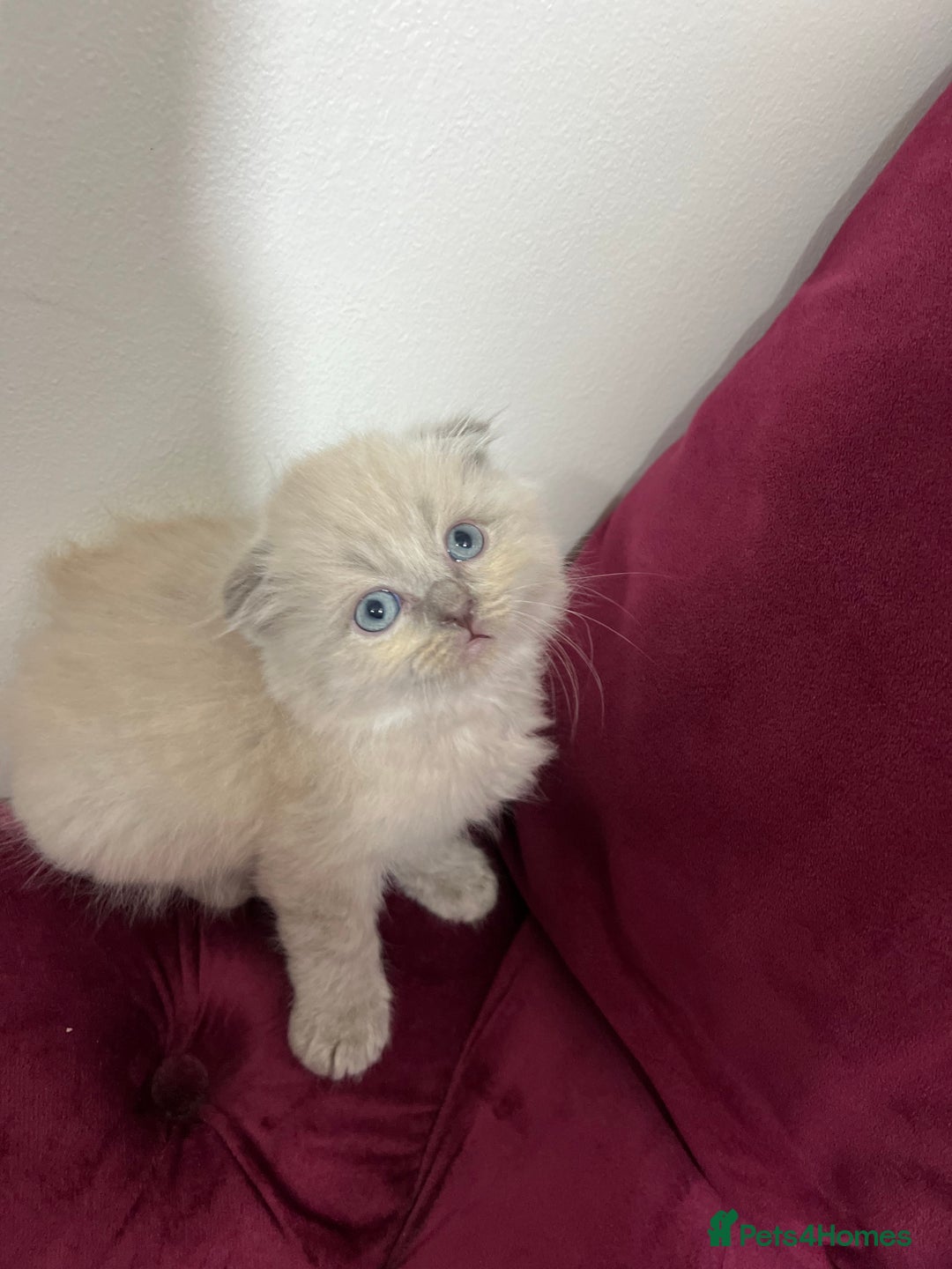 Scottish Fold cats for sale: Beautiful Scottish fold🌹☺️ - Advert 1