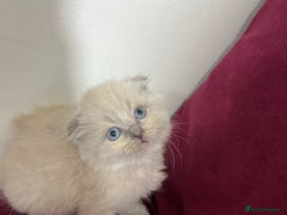 Scottish Fold cats Beautiful Scottish fold🌹☺️ - Advert 1