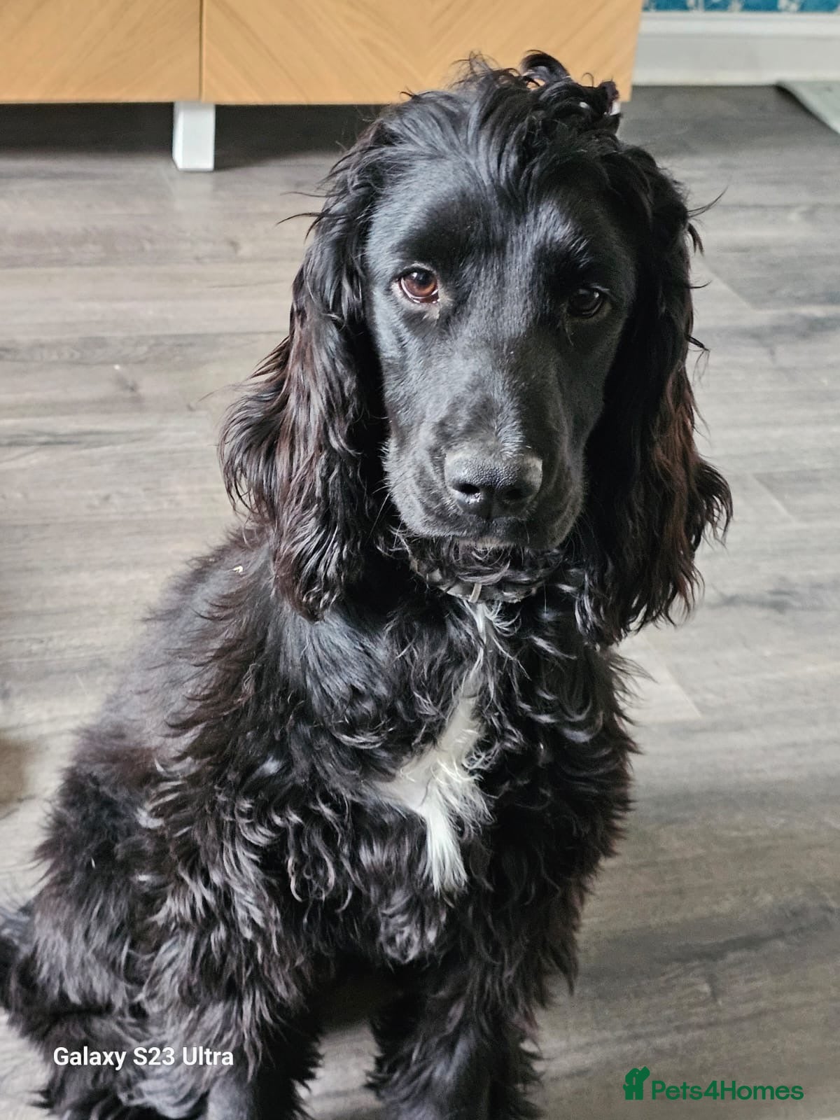 Cocker Spaniel dogs Dotty - 9m old cocker spaniel  - Advert 1