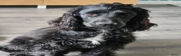 Cocker Spaniel dogs for adoption: Dotty - 9m old cocker spaniel  in West Bromwich - Advert 1
