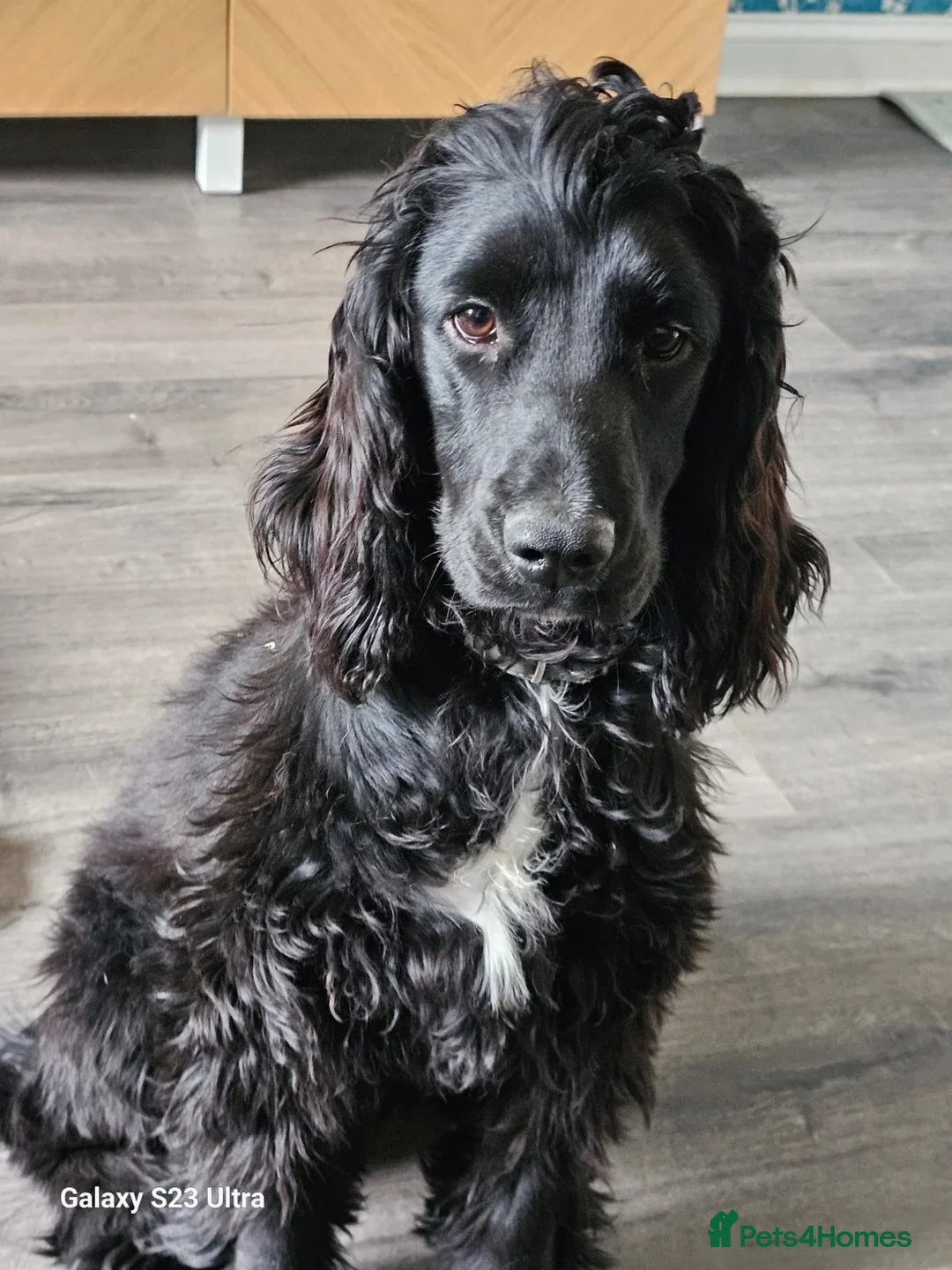 Cocker Spaniel dogs for adoption: Dotty - 9m old cocker spaniel  in West Bromwich - Advert 1