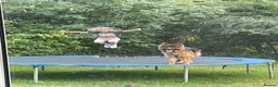 German Shepherd dogs for stud: German Shepherd to Stud, Great Temperament in Bradford - Advert 6