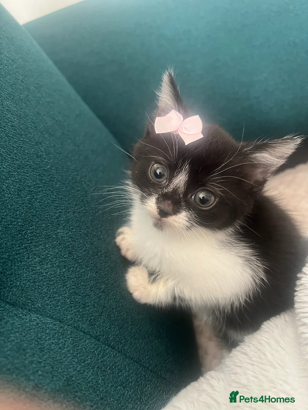 Mixed Breed cats for sale: beautiful boy - Advert 4