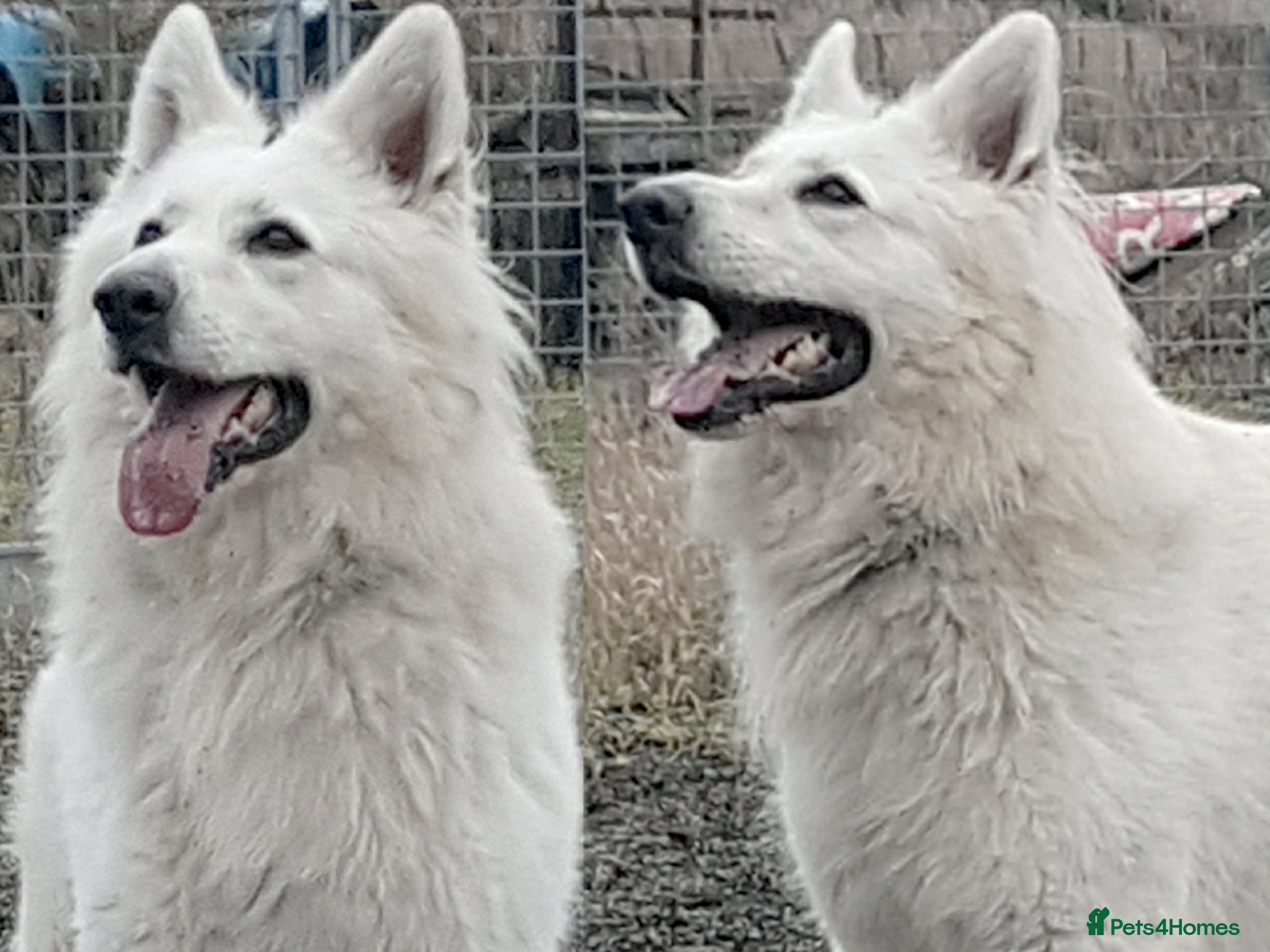 German Shepherd dogs KC Reg Cheyenne fully Health Tested at stud in Wisbech - Advert 1