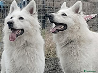 German Shepherd dogs KC Reg Cheyenne fully Health Tested at stud in Wisbech - Advert 1