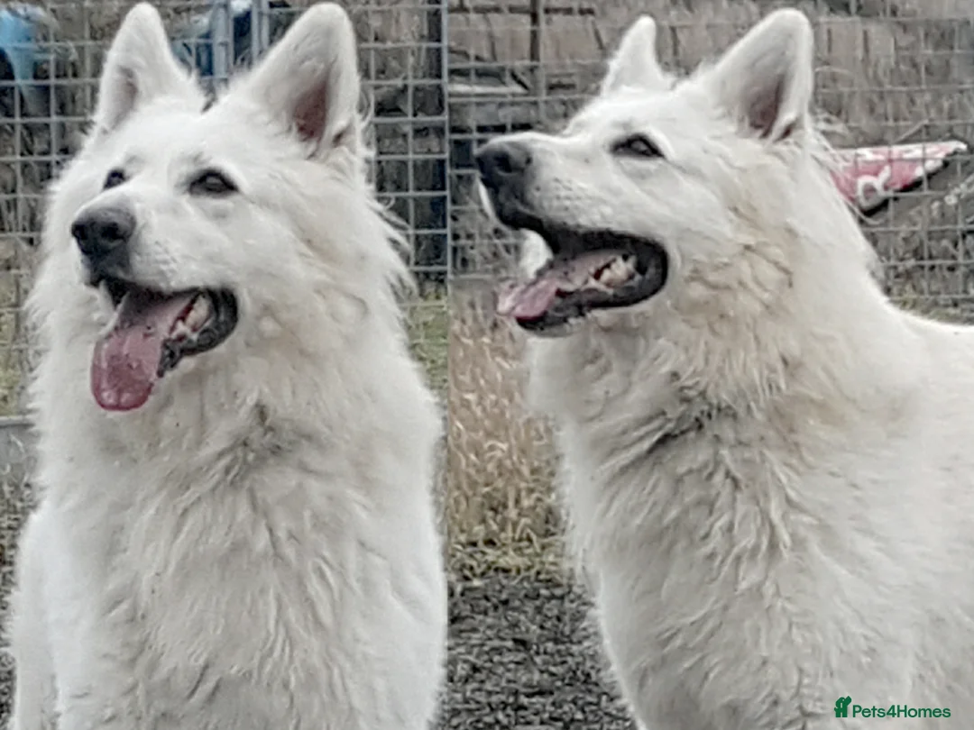 German Shepherd dogs for stud: KC Reg Cheyenne fully Health Tested at stud in Wisbech - Advert 1