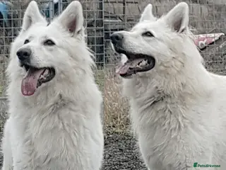 German Shepherd dogs KC Reg Cheyenne fully Health Tested at stud in Wisbech - Advert 18