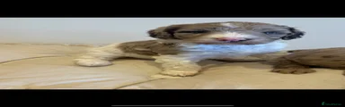 Cockapoo 8