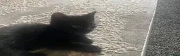 Mixed Breed cats for sale: 2 black twin 1 boy 1 girl  - Advert 7