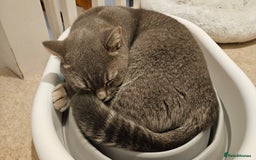 British Shorthair cats for sale: Beautiful British Shorthair  - Advert 3