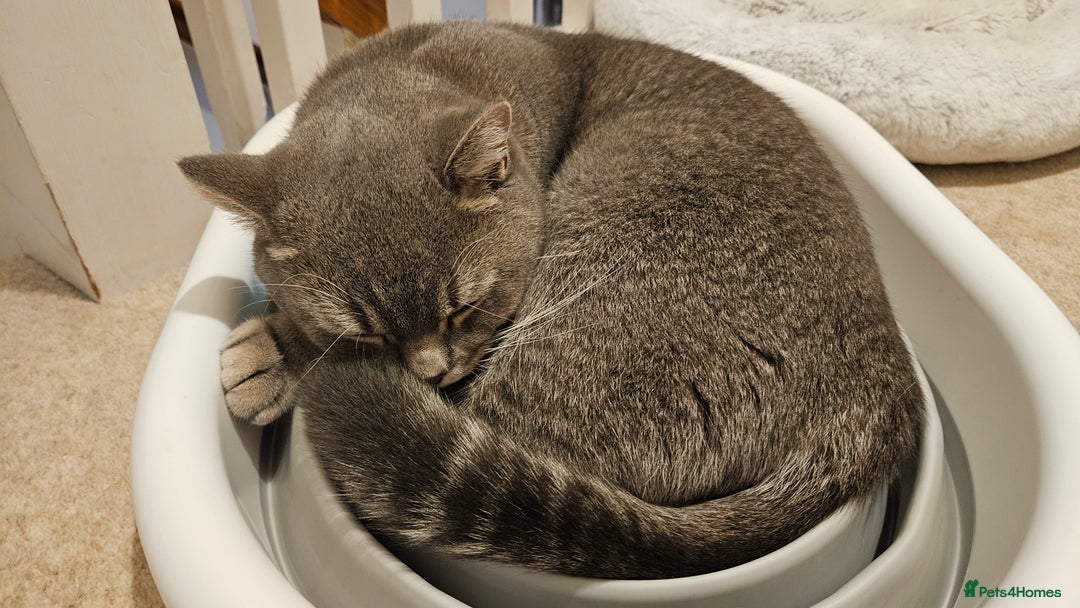 British Shorthair cats for sale: Beautiful British Shorthair  - Advert 3