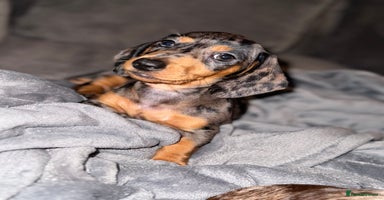 Miniature Dachshund dogs - Advert 6