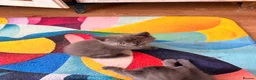 Mixed Breed cats for sale: Adorable 5-Week-Old Kitten Ready for Loving Home! - Advert 9