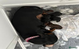 Miniature Dachshund dogs for sale: Stunning KC reg PRA clear Mini Dachshund puppies - Image 20