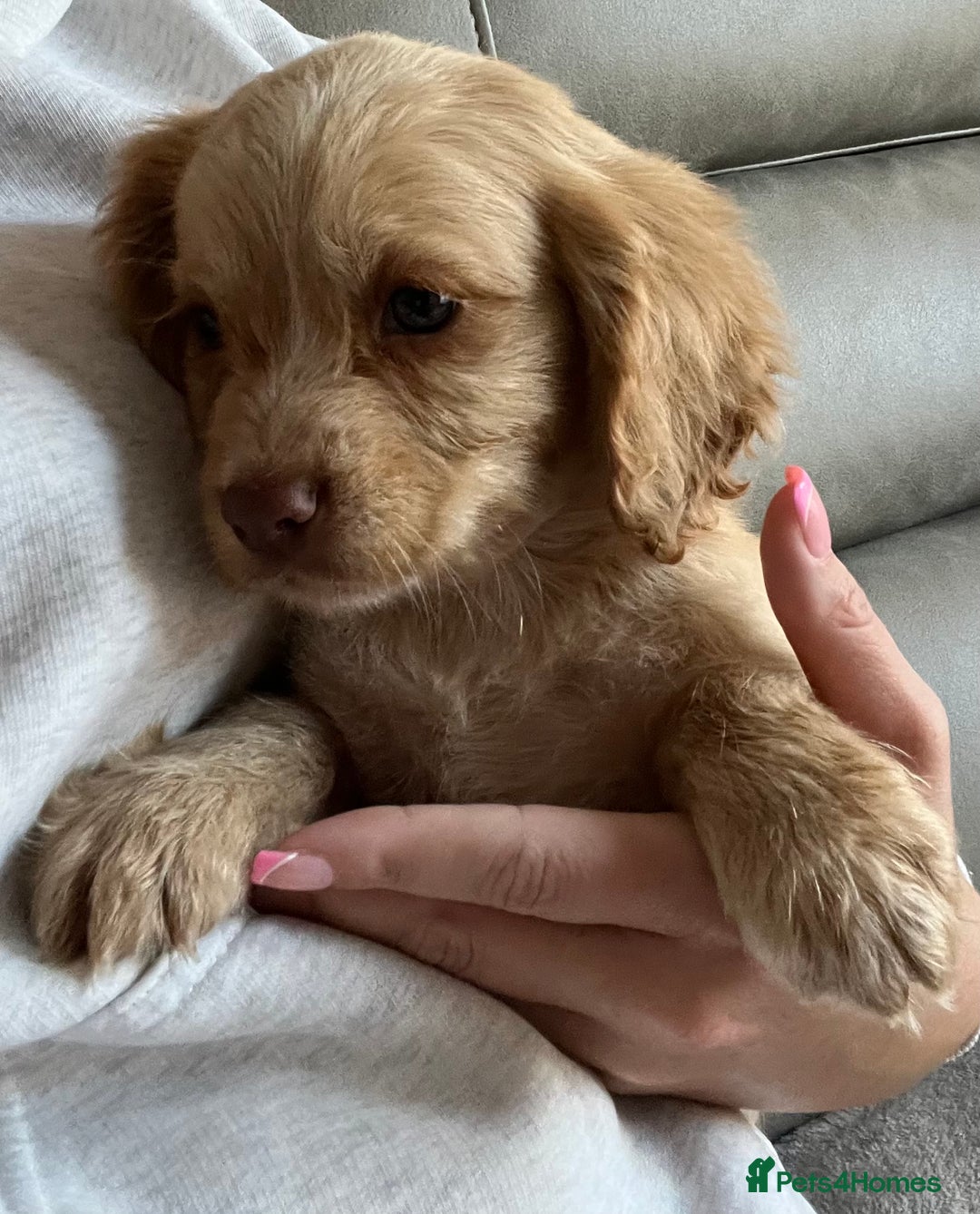 Cocker Spaniel dogs for sale: Cocker spaniel pups 🐾 - Image 11