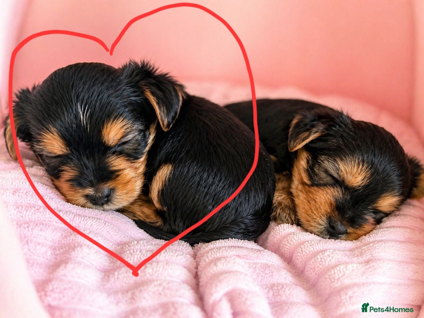 Yorkshire Terrier dogs  Beautiful little yorkie girl 🐶💕 - Advert 5