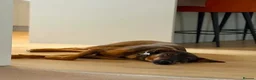 Mixed Breed dogs for adoption: Sammy is waiting for a forever family - Advert 6