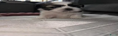 Shih Tzu Puppy 2
