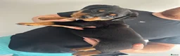 Rottweiler dogs for sale: 2 big male puppies  - Advert 7