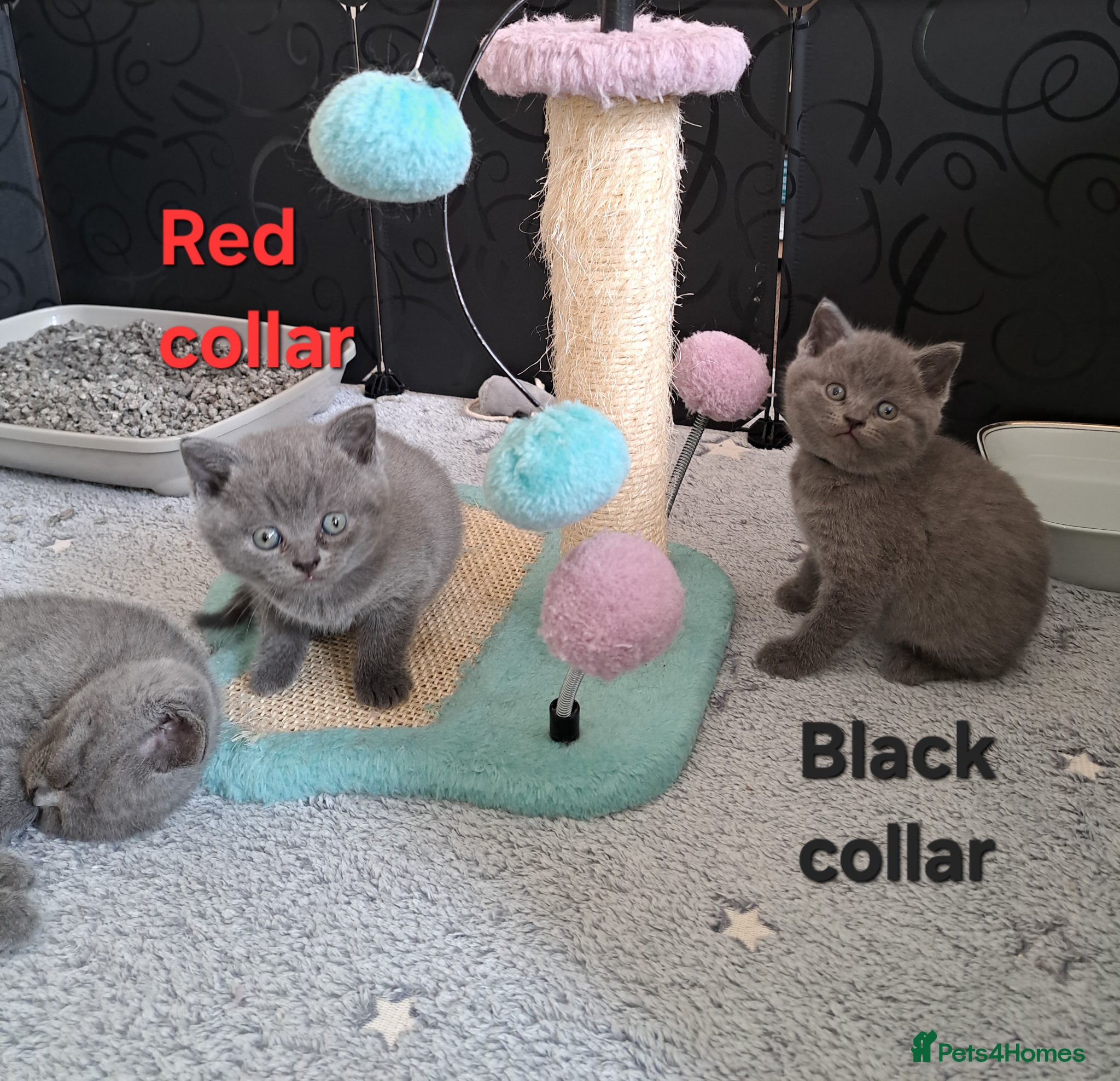 British Shorthair cats for sale: British Shorthair Blue are available  - Advert 1