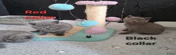 British Shorthair cats for sale: British Shorthair Blue are available  - Advert 1