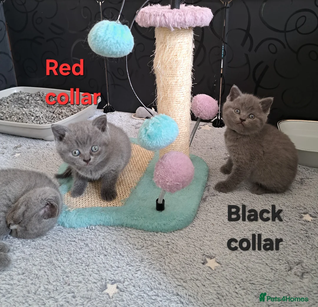 British Shorthair cats for sale: British Shorthair Blue are available  - Advert 1