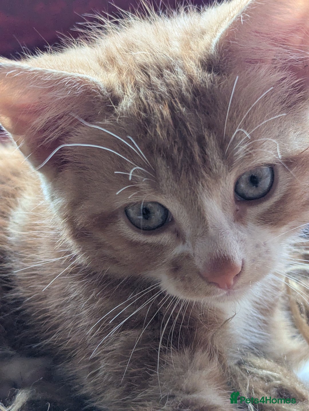 Mixed Breed cats for sale: Two beautiful ginger boys - Image 11