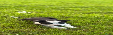 Border Collie 2