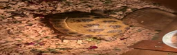 Tortoise reptiles for sale: Horsefield tortoise in Chesterfield - Advert 4