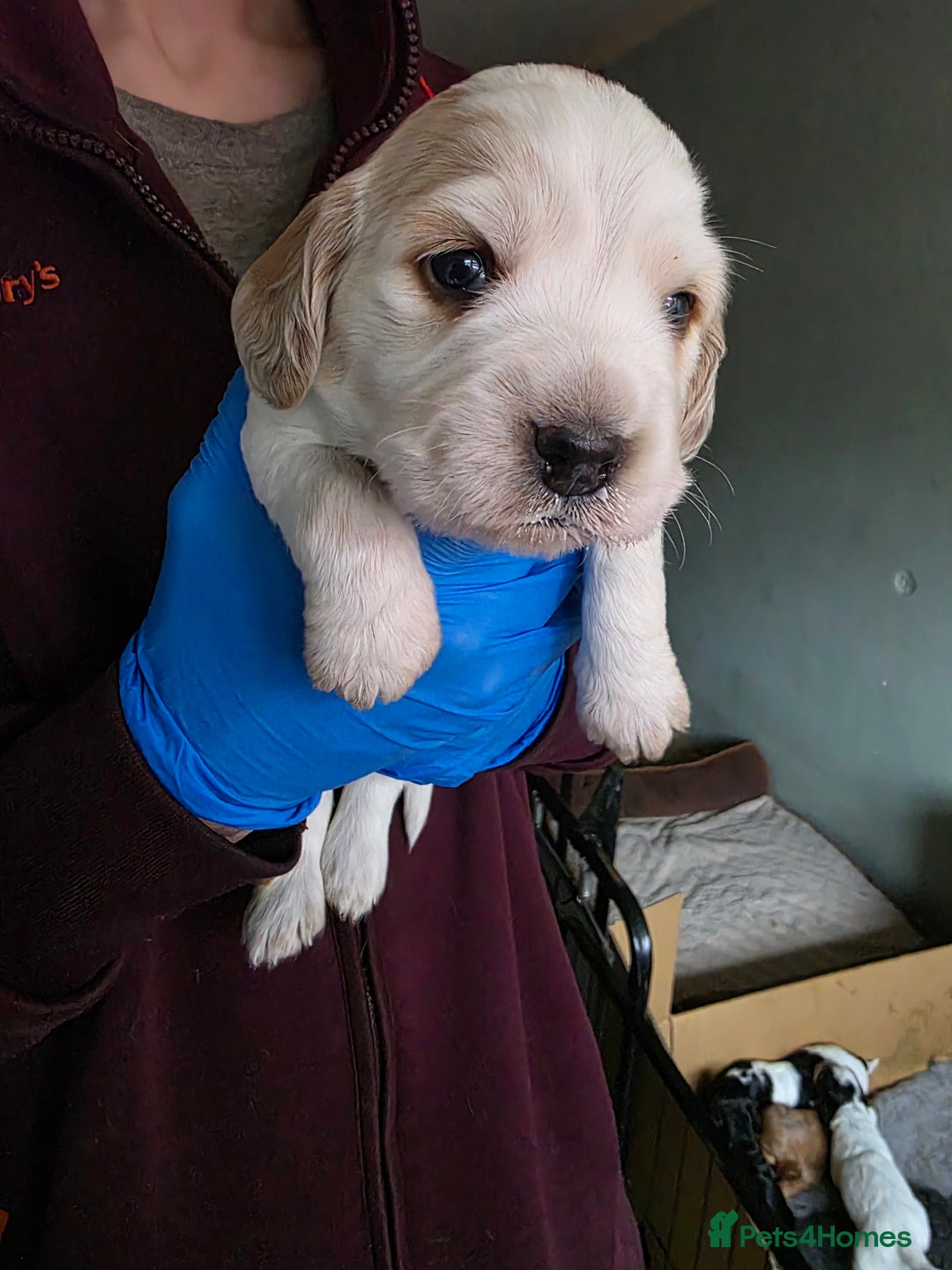 Cocker Spaniel dogs for sale: Beautiful cocker spaniel pups - Image 3