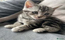 American Shorthair cats for sale: Three beautiful Kittens  - Image 7