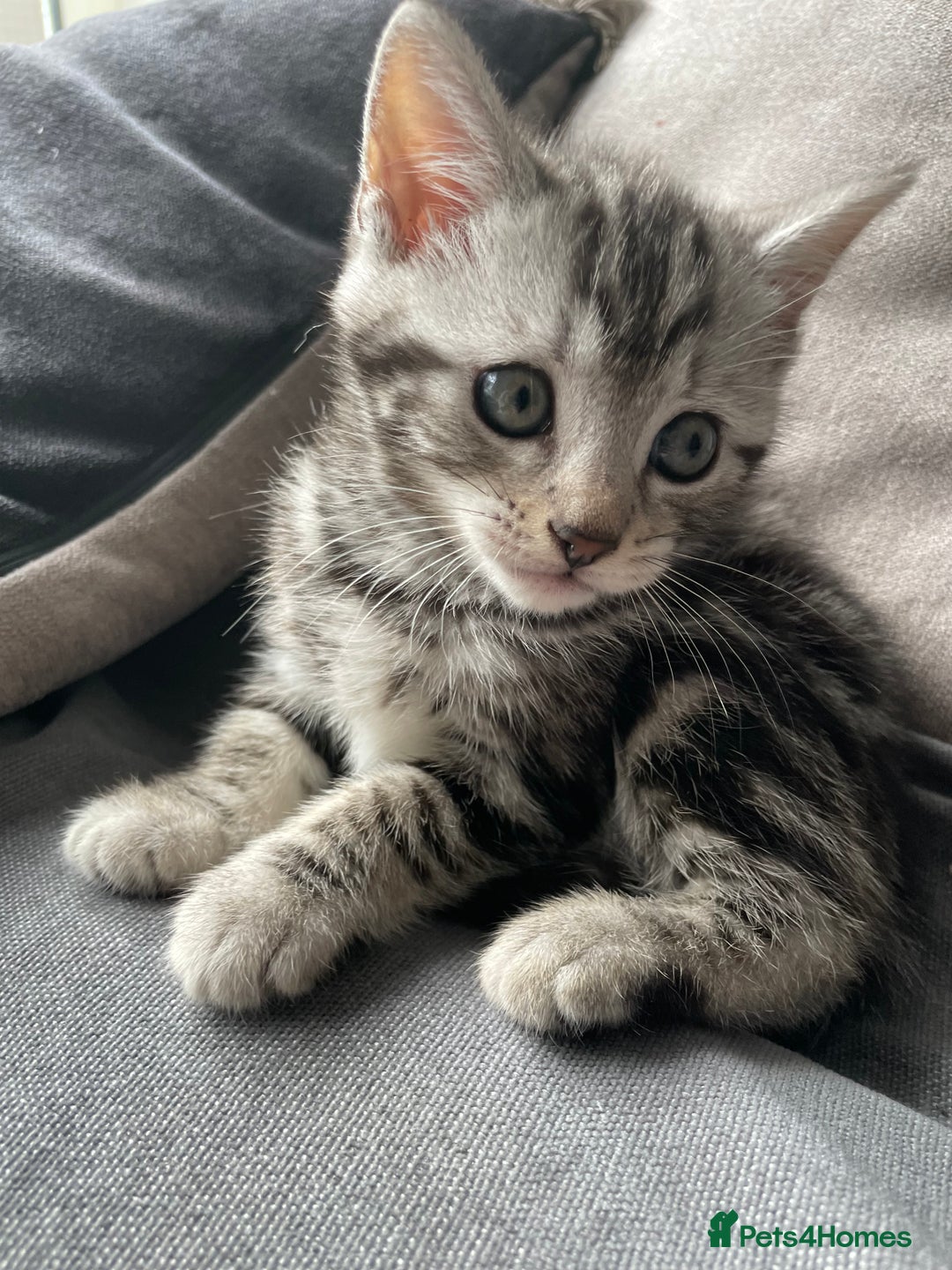 American Shorthair cats for sale: Three beautiful Kittens  - Image 7