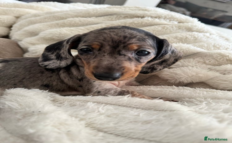 Miniature Dachshund dogs - Advert 13