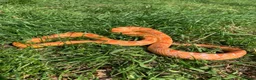 Corn Snake reptiles for sale: Terry the Cornsnake - Advert 3