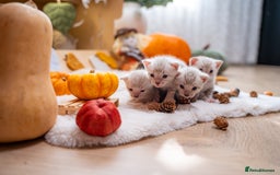 Bengal cats for sale: Pure Snow Bengals-TICA champions pedigree-Stunning - Image 36