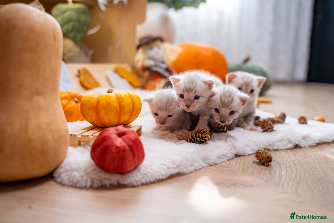 Bengal cats for sale: Pure Snow Bengals-TICA champions pedigree-Stunning - Image 36